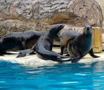 sea-lions-fins-mammal-1485725.jpg