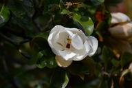 magnolia-grandiflora-270998.jpg