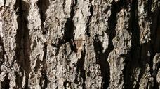 bark-textures-tree-wood-pattern-990487.jpg