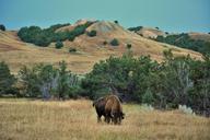 buffalo-bison-badlands-south-dakota-1305686.jpg