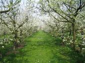 orchard-nature-spring-apple-525179.jpg