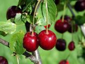 cherries-red-ripe-tree-fruit-food-552779.jpg