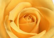 Yellow-rose-flower-as-close-up.jpg