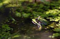 frog-pond-green-amphibian-animal-605793.jpg