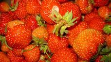 strawberry-wild-strawberry-summer-979699.jpg