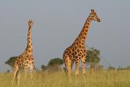 giraffes-safari-uganda-animals-513520.jpg