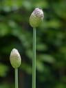 onion-blossom-blossom-bloom-onion-123126.jpg