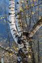 birch-tree-nature-tribe-autumn-510512.jpg