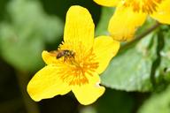 bee-pollen-caltha-palustris-collect-1355937.jpg