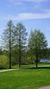 finnish-landscape-deciduous-trees-354791.jpg