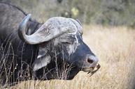 buffalo-south-africa-kruger-park-1271382.jpg