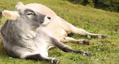 cow-pasture-lazing-around-lazy-454732.jpg