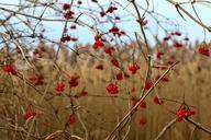 berries-berry-red-bush-red-berry-246956.jpg