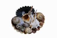 sea-shell-nature-murex-macro-1430996.jpg