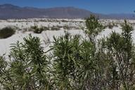 desert-dunes-trees-green-white-355136.jpg