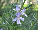 rosemary-flower-ornamental-herb-18299.jpg