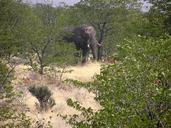 Elefant etosha.JPG