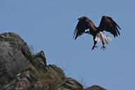 bald-eagle-landing-soaring-bird-1150728.jpg