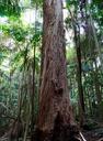 trunk-tree-nature-bark-timber-1573792.jpg