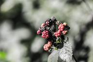 blackberries-berries-black-red-987282.jpg