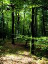 trees-undergrowth-forest-1128492.jpg