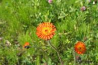 orange-hawkweed-pilosella-aurantiaca-383625.jpg