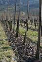 vineyards-vines-wine-grapes-259067.jpg