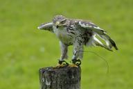 animals-bird-falk-gyr-falcon-139497.jpg