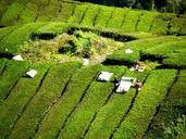 tea-plantation-tea-farm-tea-261509.jpg