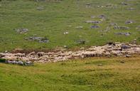 flock-sheep-prato-green-mountain-1557936.jpg