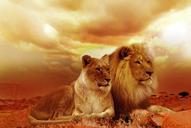 lion-safari-afika-landscape-steppe-577104.jpg