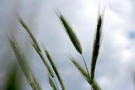 grass-sky-colo-nature-cane-667181.jpg