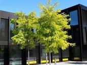 green-tree-building-architecture-457987.jpg