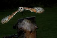 barn-owl-owl-barn-bird-animal-1711357.jpg