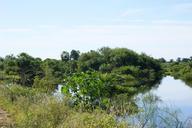 swamp-wetland-jungle-water-nature-184743.jpg