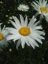 daisy-springtime-flowers-floral-329452.jpg