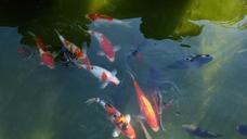 pond-park-carp-fish-631170.jpg