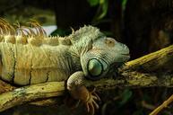 iguana-reptile-iguanidae-green-322213.jpg