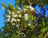 flowers-patagonia-chile-298892.jpg