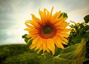 sunflowers-flowers-summer-yellow-164875.jpg