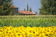 sunflowers-wheat-sky-field-1615061.jpg