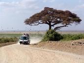 safari-africa-tree-runway-kenya-1029078.jpg