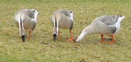 geese-domestic-swan-eating-feeding-656854.jpg