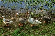 geese-nature-row-feathers-fauna-769018.jpg