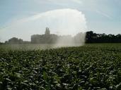 fields-tobacco-pouring-water-leaf-837660.jpg