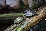 turtles-log-water-jungle-nature-1520219.jpg