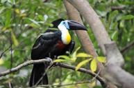 pet-toucan-rainforest-713961.jpg