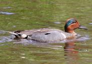 duck-teal-swimming-green-winged-620482.jpg