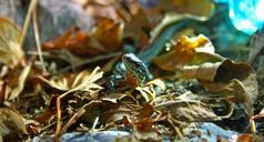 lizard-foliage-macro-reptile-wild-481747.jpg