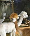 llamas-animals-farm-shed-mammal-934033.jpg